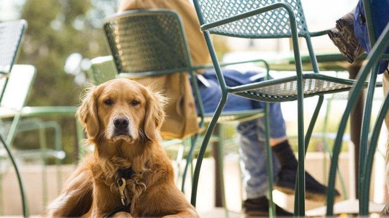 Here are the best dog-friendly cafés on the Central Coast - Star 104.5