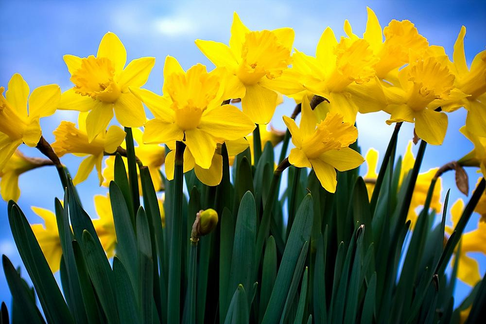 Daffodil Day Goes Virtual This Year With Three New Ways To Celebrate