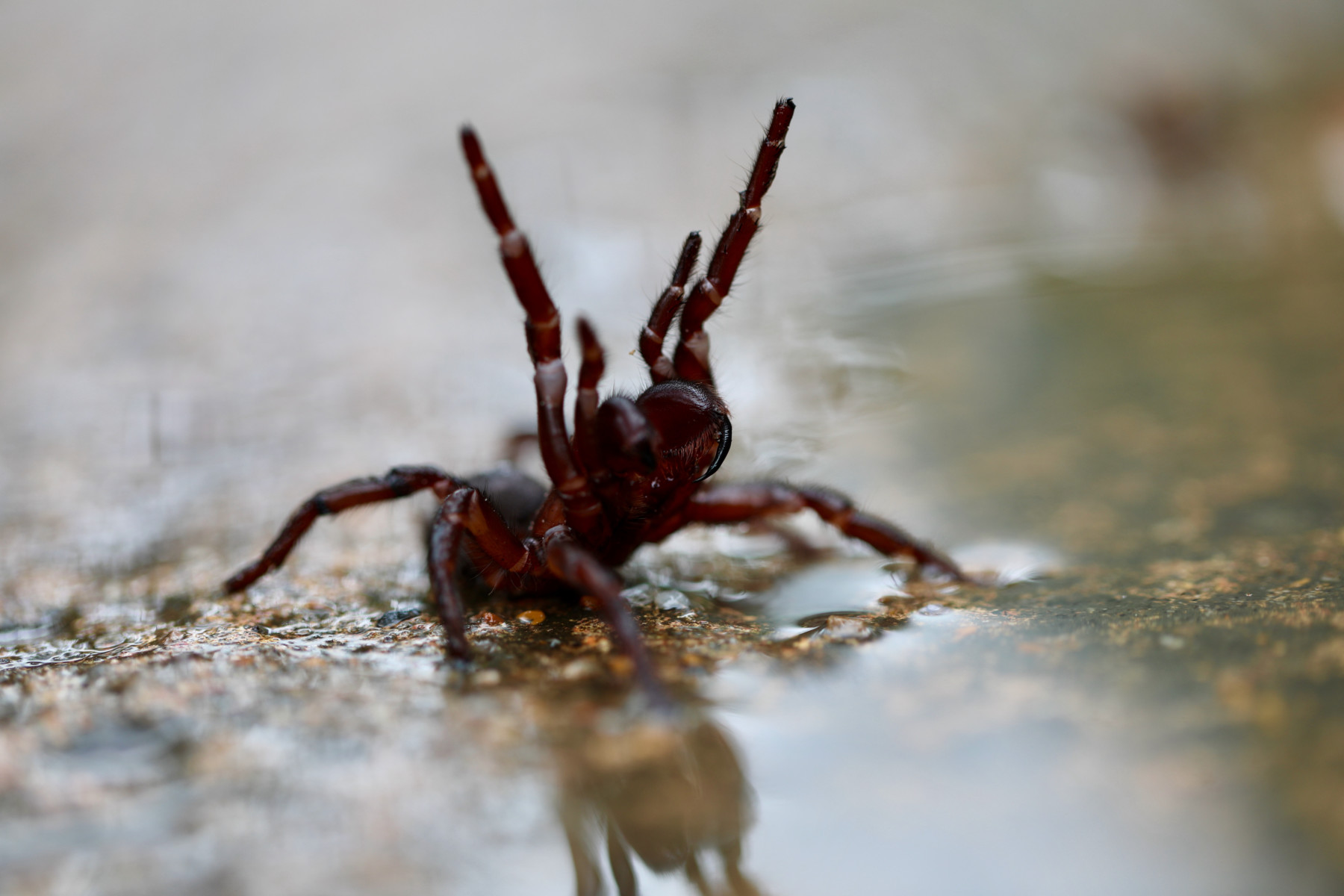 Funnel-web Spider Season is Here  Australian Reptile Park 